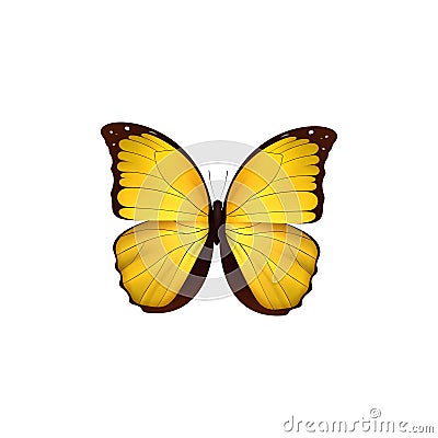 Butterfly yellow isolated on white background. Butterflies Insects Lepidoptera Morpho amathonte. Vector Illustration