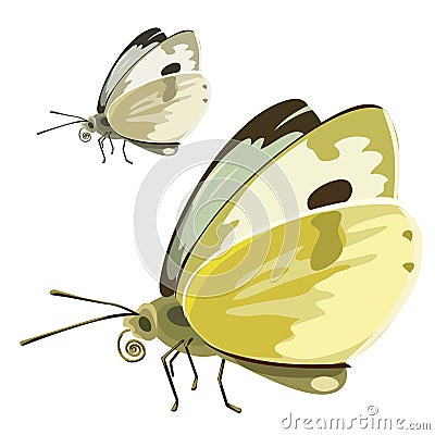 Butterfly with yellow wings. Vector insect Vector Illustration