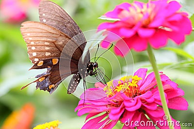 Butterfly on Zinnia flower Stock Photo