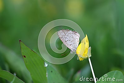 Butterfly Zizina otis indica/Lesser Grass Blue sits on the yellow flower Arachis pintoi Stock Photo