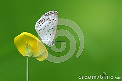 Butterfly Zizina otis indica/Lesser Grass Blue sits on the yellow flower Arachis pintoi Stock Photo