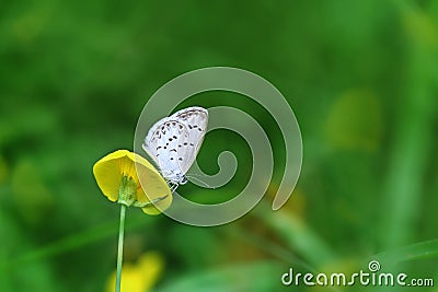 Butterfly Zizina otis indica/Lesser Grass Blue sits on the yellow flower Arachis pintoi Stock Photo