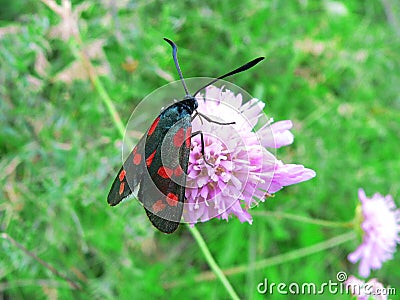 Butterfly Zygaena filipendulae on a pink flower. Stock Photo