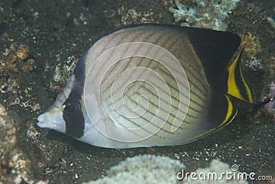 Chaetodon vagabundus Vagabond butterflyfish Stock Photo