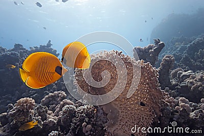 Butterflyfish on the coral reef Stock Photo