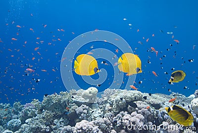 Butterflyfish and coral reef Stock Photo