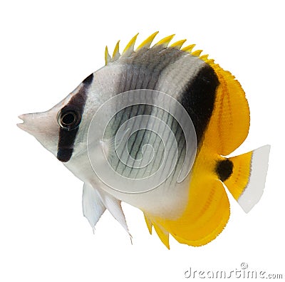 Butterflyfish reef fish on white background Stock Photo