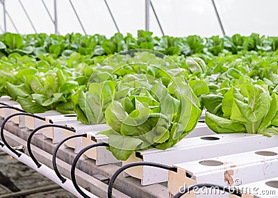 Butterhead leaf lettuce vegetables plantation Stock Photo