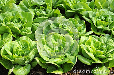 Butterhead lettuce Stock Photo