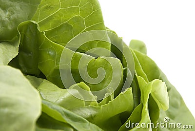 Butterhead Lettuce Stock Photo