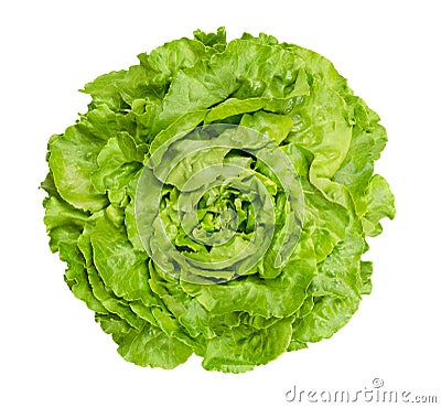 Butterhead lettuce from above over white Stock Photo