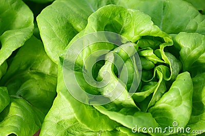 Butterhead lettuce Stock Photo