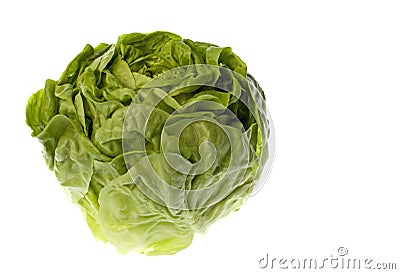 Butterhead Lettuce Isolated Stock Photo