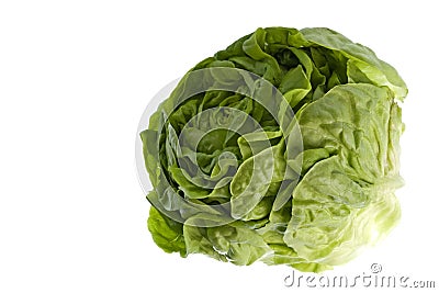 Butterhead Lettuce Isolated Stock Photo