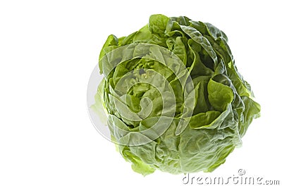 Butterhead Lettuce Isolated Stock Photo