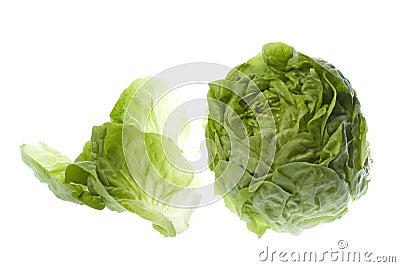 Butterhead Lettuce Isolated Stock Photo