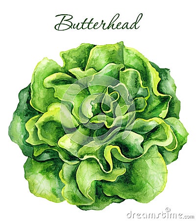 Butterhead lettuce isolated on white background. Watercolor Cartoon Illustration