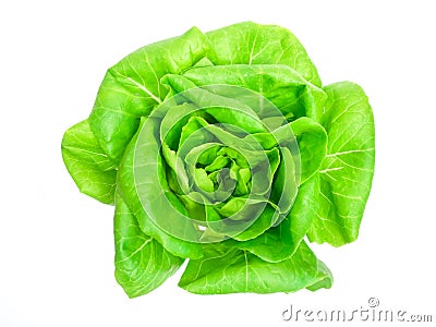 Butterhead lettuce Stock Photo