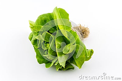 Butterhead salad. Stock Photo