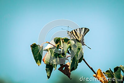 Papilio machaon sitting on green leaf Stock Photo