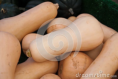 Butternut Squash Stock Photo