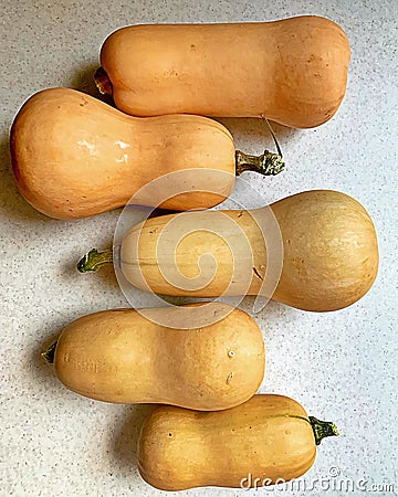 Butternut squash, four pumpkins of different sizes, arranged oblong pumpkins, vegetables, vegetarian food, natural products, autum Stock Photo