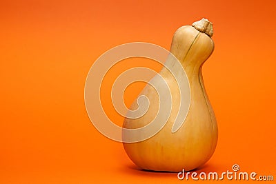 Butternut squash, pumpkin orange background. Copy space Stock Photo