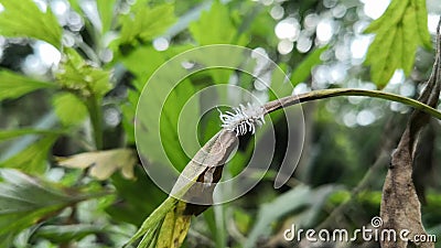 download butternut woolly worm download butternut woolly worm