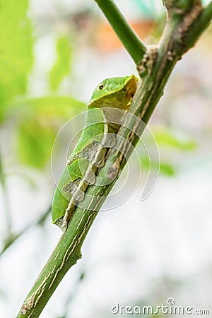 Buttertfly Caterpillar on the tree Stock Photo