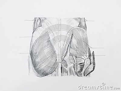 Buttocks muscles pencil drawing Stock Photo