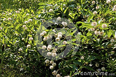 Buttonbush 704029 Stock Photo