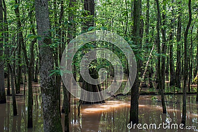 Buttonland Swamp of Cache River State Natural Area, Illinois Stock Photo