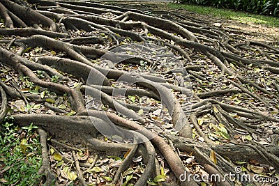 Buttress Root tree Stock Photo