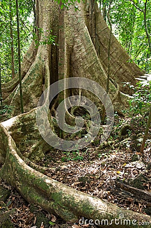 Buttress roots of large tree Stock Photo