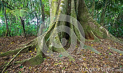 Buttress Roots Stock Photo