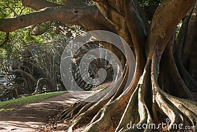 Buttress roots of Moreton Bay fig tree Stock Photo