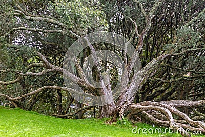 Buttress roots of Moreton Bay fig tree Stock Photo