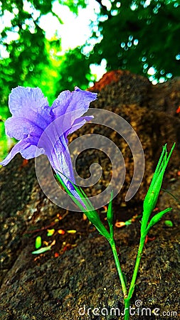A butyfull flower Stock Photo
