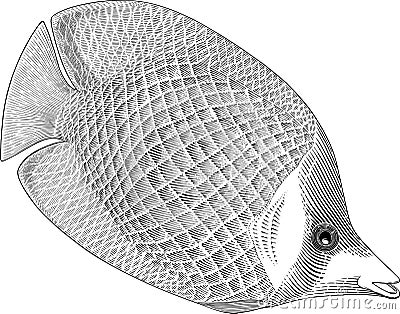 Buuterflyfish Vector Illustration