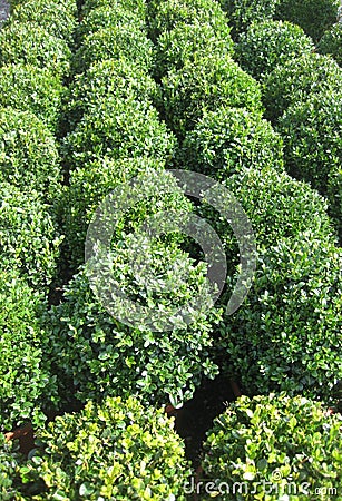 Buxus Stock Photo