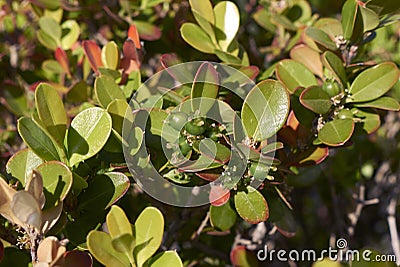 Evergreen shrub of Buxus microphylla Stock Photo