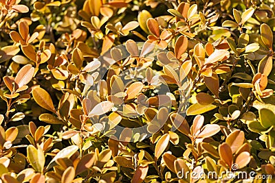 Buxus Microphylla in its winter colour Stock Photo