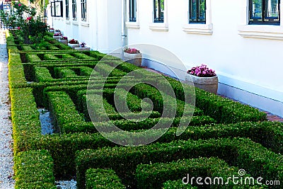 Buxus sempervirens or boxwood detail. perfectly trimmed shrub in labyrinth shape Stock Photo