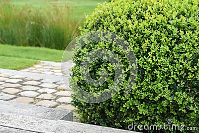 Buxus Sempervirens, boxwood plant Stock Photo