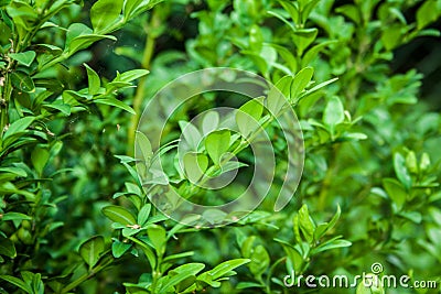 Buxus sempervirens Stock Photo