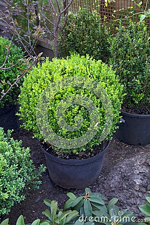 Buxus sempervirens potted shrub Stock Photo