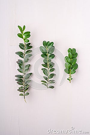 Buxus sempervirens texture green leaf leaves three branches white wooden background copy space template top view overhead backgrou Stock Photo