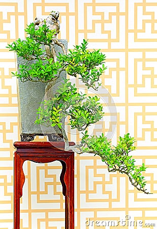 Buxus sinica bonsai plant Stock Photo