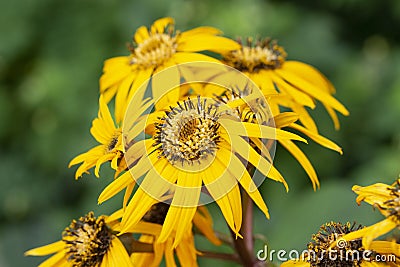 Buzulnik dentate variety Desdemona yellow flowers with long petals Ligularia dentata Desdemona. Decorative perennials of the aster Stock Photo