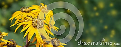 Buzulnik dentate yellow flower with long petals Ligularia dentata Desdemona blossom, panoramic banner header background poster Stock Photo